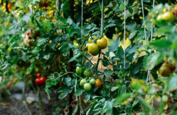 Фузариозное увядание томатов в теплице фото