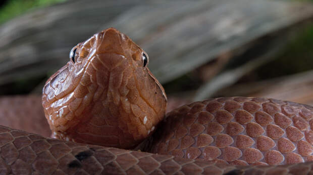 Новые миры: темпы обнаружения неизвестных форм жизни на Земле достигли максимума