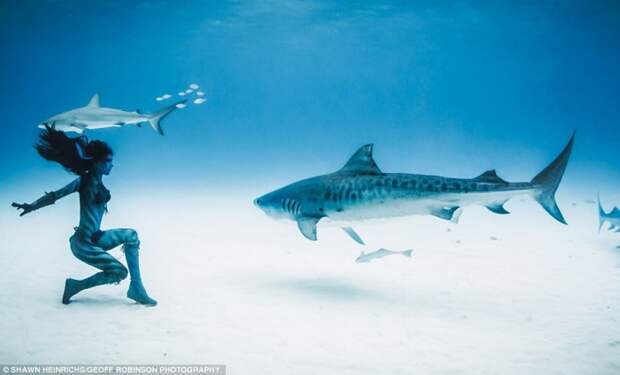 танцы с тигровыми акулами, Ханна Фрэйзер, Hannah Fraser, фотосессия модель тигровые акулы