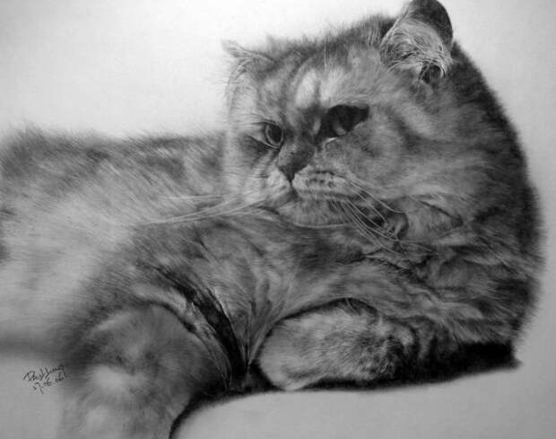 Восхитительные карандашные коты Пола Ланга (30 работ)