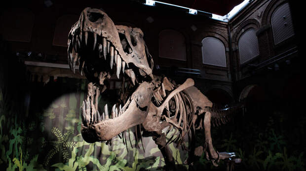 Полученная травма сохранила сосуды у тираннозавра Скотти