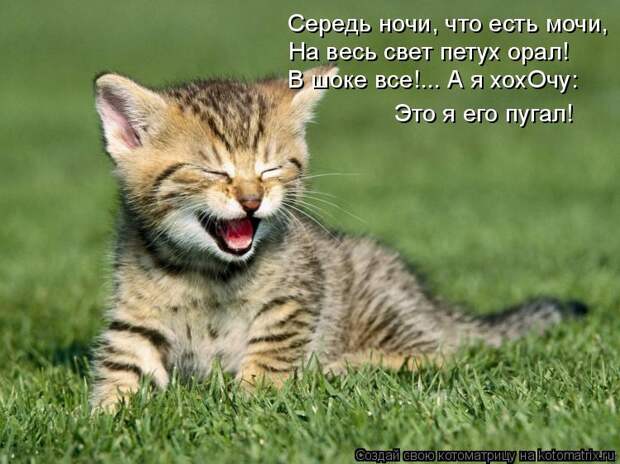 Лучшие котоматрицы недели (50 фото)