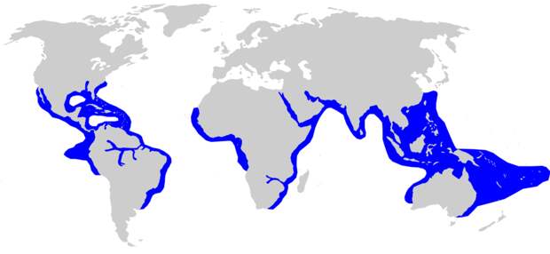 Ареал бычьей акулы. Фото: Chris_huh - Compagno, Leonard; Dando, Marc & Fowler, Sarah (2005). Sharks of the World. Collins Field Guides. ISBN 0-00-713610-2., CC BY-SA 3.0