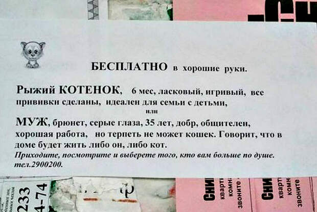 Кот или муж. Кот или муж.