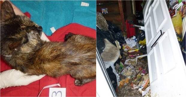 Британской кошатнице запретили пожизненно держать животных, после того как вскрыли ее квартиру Nicola Lissimore, West Midlands, Wolverhampton, животные, закон, кошки, правозащитники