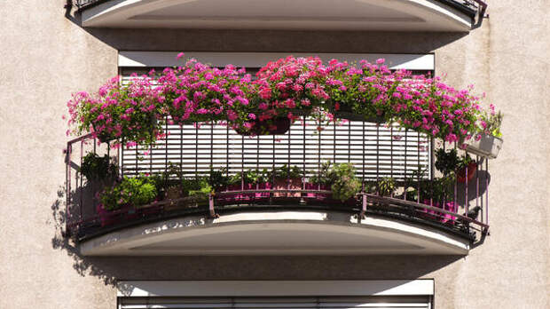 Тюльпаны, гиацинты и нарциссы на балконе: секреты посадки луковичных цветов