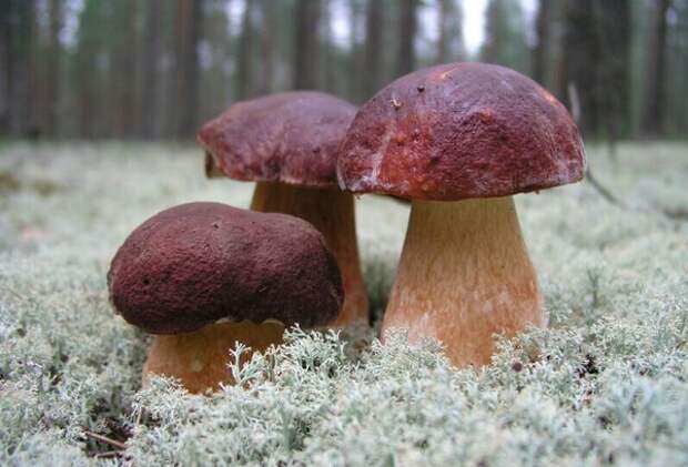 Картинки по запросу белые грибы фото картинка