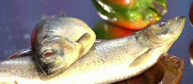 Российские академики назвали самую полезную для здоровья рыбу Омега-3 жирные кислоты, еда, здоровые, польза, рыба