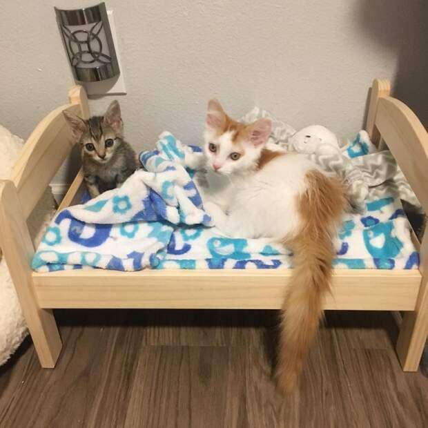 Без кота и жизнь не та