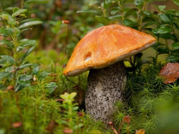 Как удачно сходить по грибы: шепотки и обряды