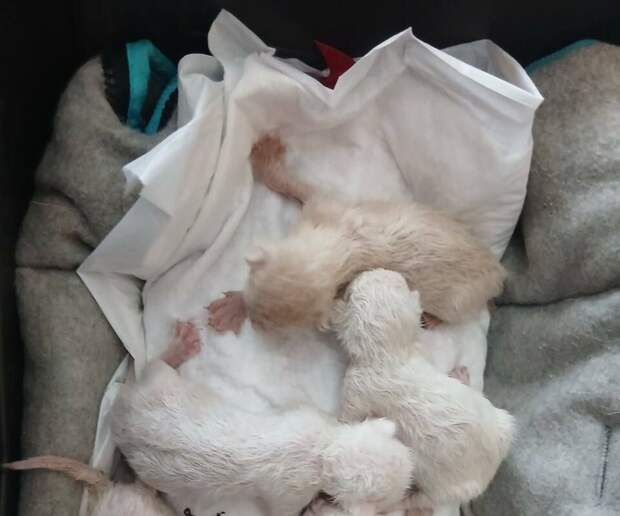 В Перми пьяный мужчина сел в автобус и начал раздавать детям котят из пакета