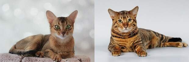 Коты на белом фоне