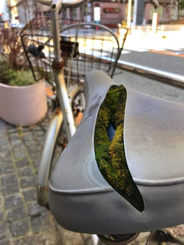 This Colony Of Moss Growing Inside A Bike Seat