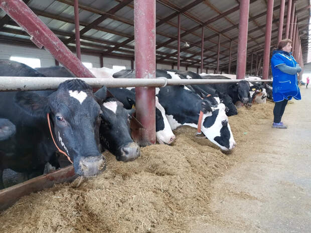 Что происходит в Сибири? Люди напуганы принудительным изъятием скота: "Слухи всякие уже идут"