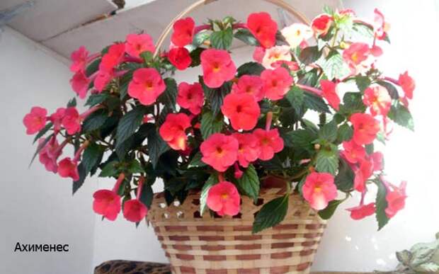 plants1116-1.jpg