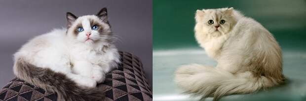 Коты позируют