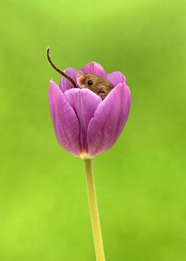 cute-harvest-mice-in-tulips-miles-herbert-15-5ad097e6c6771__700.jpg cute-harvest-mice-in-tulips-miles-herbert-15-5ad097e6c6771__700.jpg