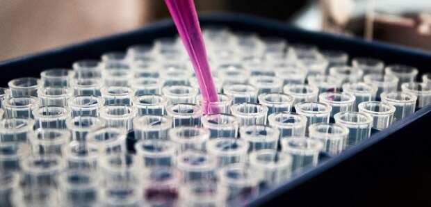 Коронавирусы проникают в клетки человека новым способом