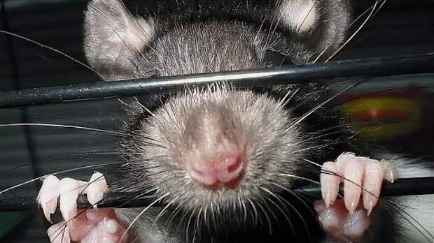 Причиненный аферой с армейскими поставками ущерб оценивается более чем в два миллиарда рублей