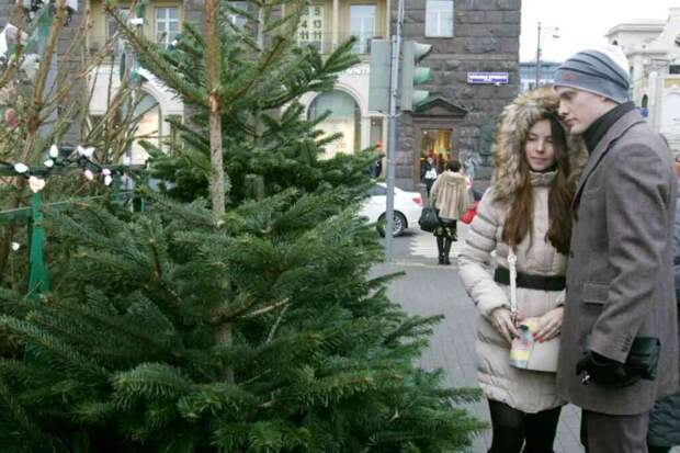 Свежий аромат праздника: как выбрать живую елку, чтобы не осыпалась