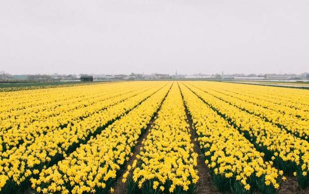 Парк цветов Keukenhof, апрель 2018 путешествия, факты, фото