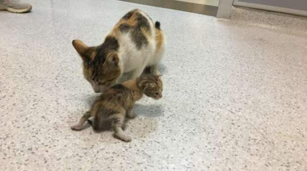 По коридору больницы шла кошка, крепко держа в зубах котёнка. Она знала, что её не прогонят прочь
