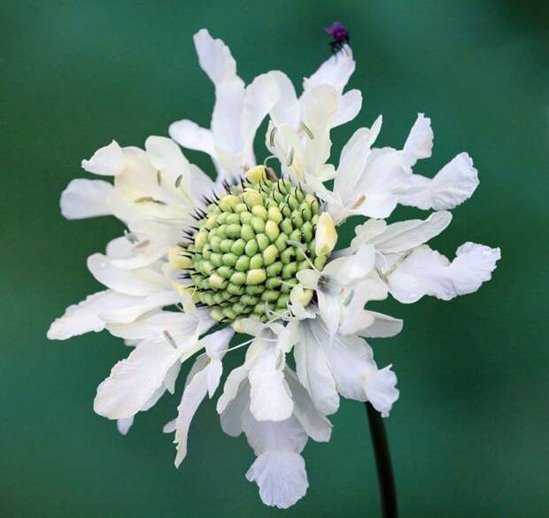 Цефалярия альпийская (Cephalaria alpina) 