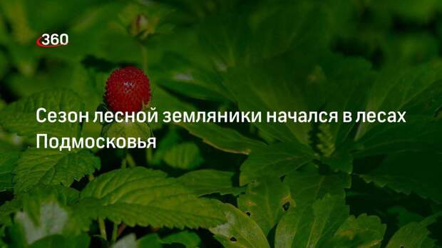 Сезон лесной земляники начался в лесах Подмосковья