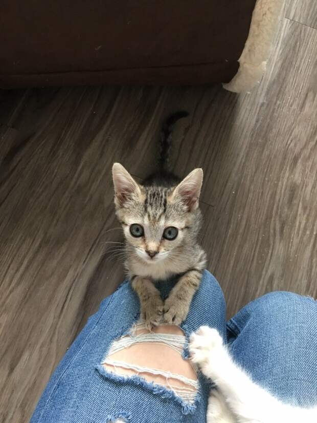 Без кота и жизнь не та