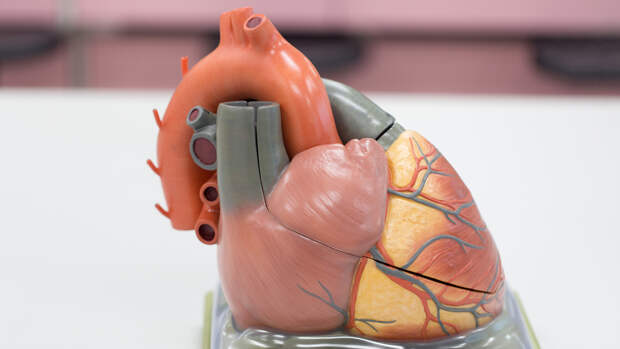 Вас удивят эти 5 фактов о сердце: например, у него есть свой «мозг»