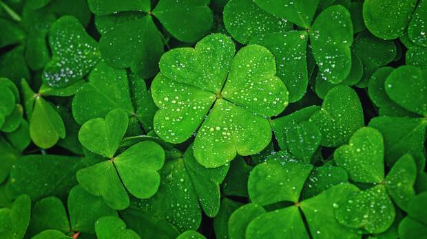 four-leaf clover world record collection