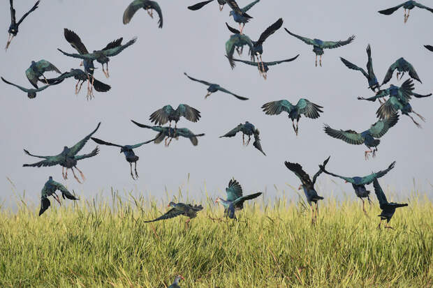 Птицы на водно-болотных угодьях , Мьянма
