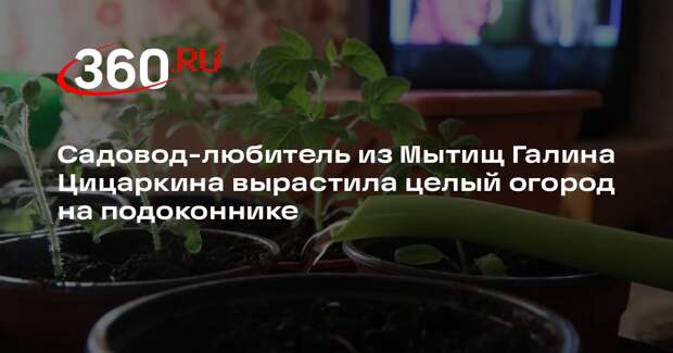 Садовод-любитель из Мытищ Галина Цицаркина вырастила целый огород на подоконнике