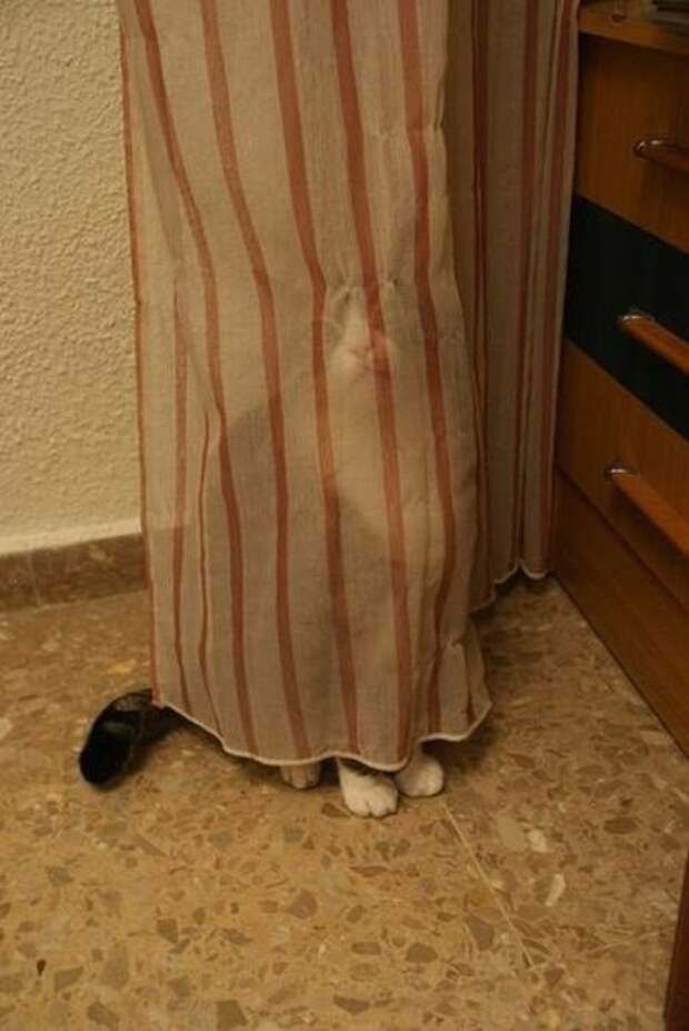 Коты, выглядывающие из своих укрытий (25 фото)