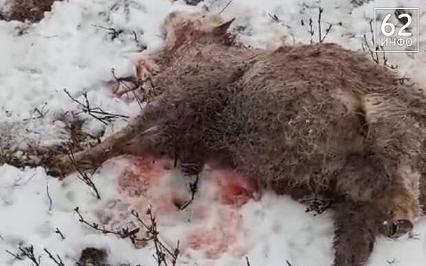 В Рязанской области собаки растерзали овец