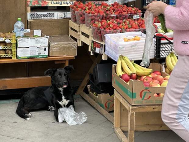 Новороссийск станет примером доброты к животным? В городе хотят установить автоматические кормушки для кошек и собак