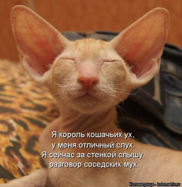 Лучшие котоматрицы недели (50 фото)