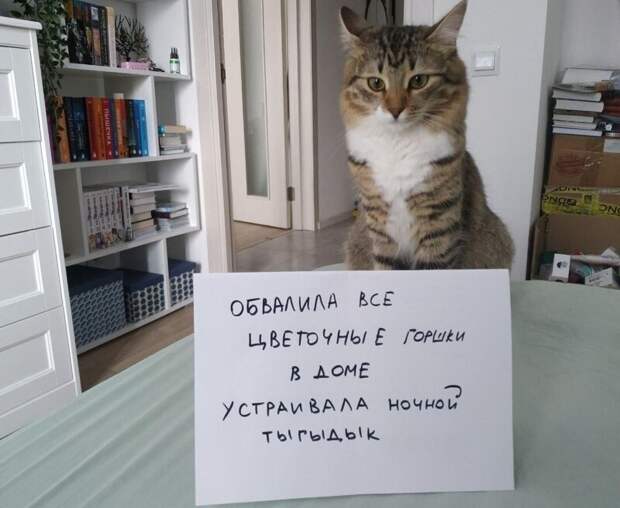 3. И ни тени сожаления на морде