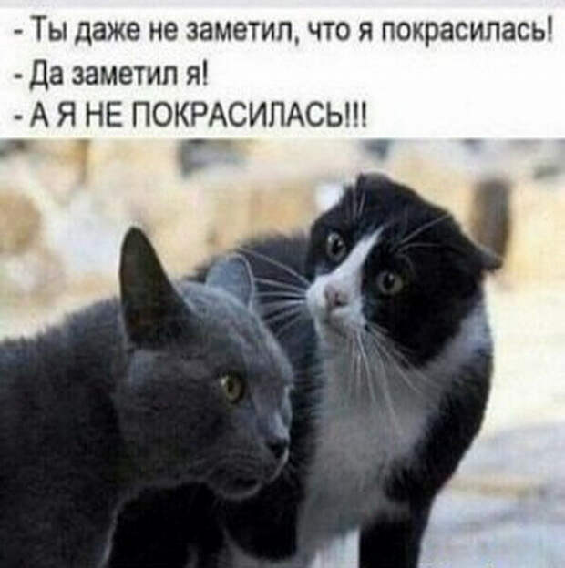 Юмор, мемы, картинки! Продолжаем наш весенний юмор!