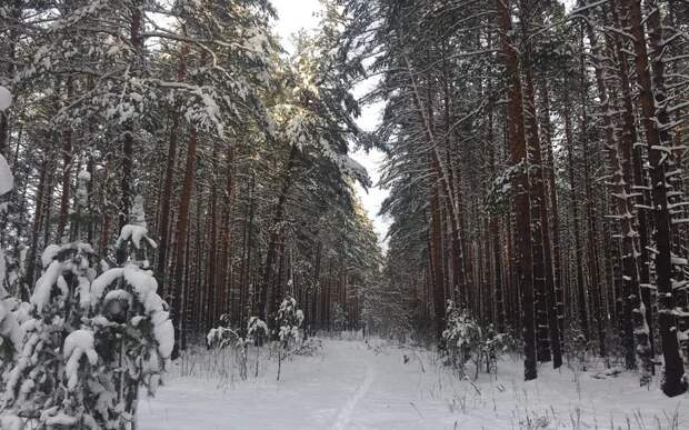 Высота сугробов в Туме Рязанской области выросла до 73 см