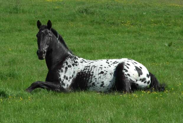 Прелестные фотографии лошадей породы Аппалуза