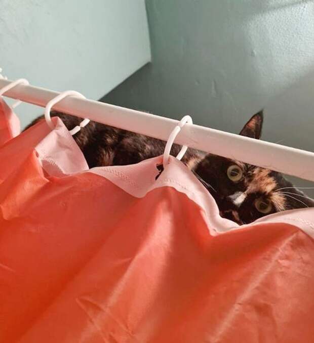 10 преданных любимчиков, которые от хозяина ни на шаг