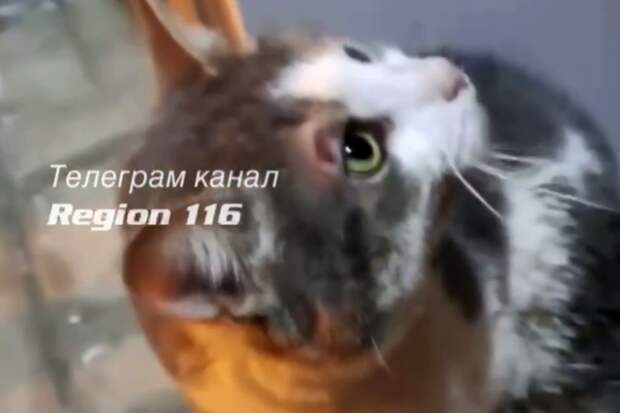 В Казани живодер сбросил кошку с 15 этажа и жестоко избил