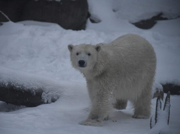 Ветеринары извлекли банку со сгущенкой из пасти белого медведя
