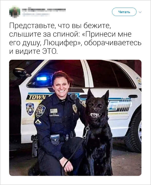 17 доказательств того, что интеллект животных гораздо выше, чем мы привыкли думать