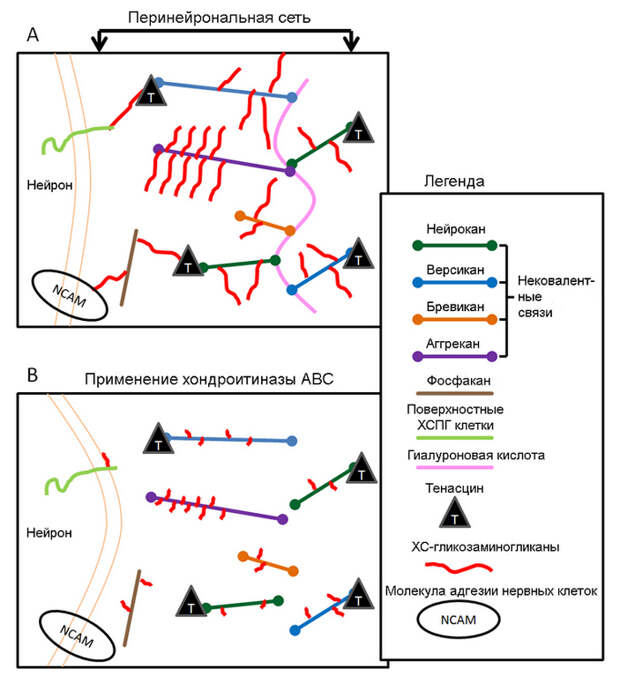 Рис. 3. Схема строения перинейрональной сети
