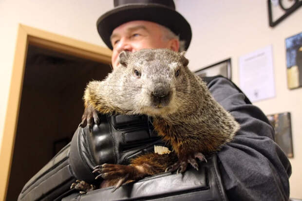 В США сурок Фил предсказал шесть недель холодной зимы