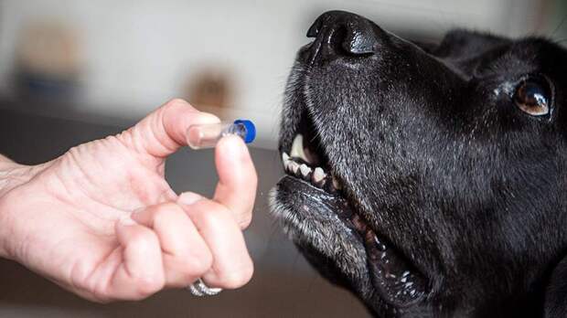 Ветеринар рассказал о действиях при укусе собаки клещом