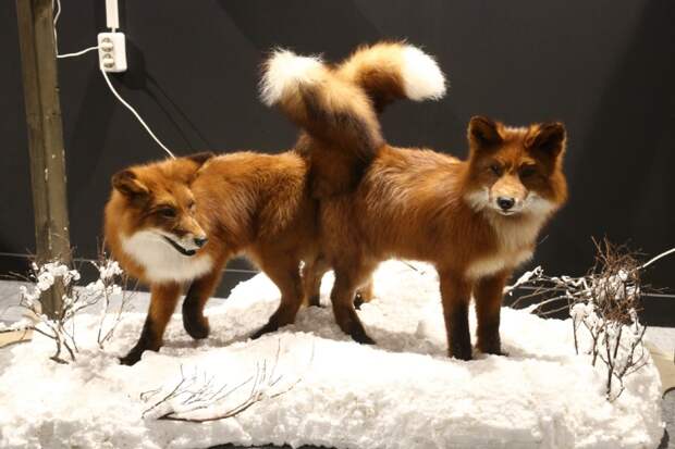 Карантин по бешенству сняли в двух селах Новосибирской области