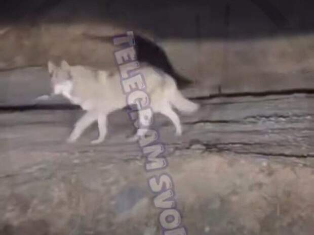 Мало нам было тигров: волк или очень большая собака напугала жителей Приморья